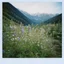 Placeholder: bellflowers in the mountains, polaroid