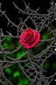 Placeholder: Rose-flower wrapped with barbed-wire