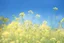 Placeholder: bottom half canola plants detailed, top half sky