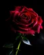 Placeholder: Deep red rose, black background