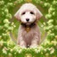 Placeholder: Apricot wavy coat Goldendoodle with shamrock 3d digital art