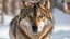 Placeholder: Captivating portrait of a wolf in a winter landscape, with thick fur and piercing eyes.