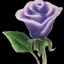 Placeholder: purple flower