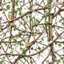 Placeholder: Real Tree Camouflage made of sticks, twigs, leaves, pine branches, snow and dirt, white background, seamless repeatable texture pattern imitating a natural forest background