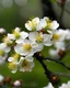 Placeholder: Beautiful Tung Blossom Flower In Full Blossom