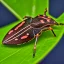 Placeholder: a man-faced_stink_bug, Catacanthus_incarnatus macro HDR photo