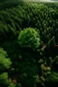 Placeholder: Árbol gigante en medio de un gran bosque visto dese el cielo