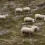 Placeholder: sheep in mountain