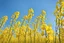 Placeholder: clear blue sky for top half, across Middle is canola flowers with green canola stems branches and leaves below, rapeseed sharp focus, realistic