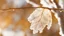 Placeholder: ice on dry sycamore leaf on branch, close-up, side bright sunlight, blurred background