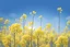 Placeholder: blue sky for top half, across Middle is canola flowers with canola stems branches and leaves below, realistic