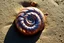 Placeholder: beautiful close up photography of an iridescent-colored spiral of a nautilus shell laying on the rough sand of a beach, moist and glinting in the sun, intricate fractal pattern, Fibonacci sequence, fractal spiral has a complex pattern with precise, consistent geometry, sun glare effect, perfect nature photography, shadows