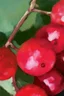 Placeholder: Sumptuous red berries; post-impressionism; abstract art; Vincent Van Gogh