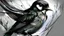 Placeholder: Barn swallow, skeetch, cool drawing, black and white, gritty, complete