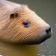 Placeholder: capybara