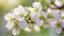 Placeholder: Apple blossoms, light, close-up, blurred background