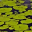 Placeholder: duckweed in a pond