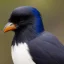 Placeholder: Crow, highly detailed, hyper-detailed, beautifully color-coded, insane details, intricate details, beautifully color graded, Cinematic, Color Grading, Editorial Photography, Depth of Field, DOF, Tilt Blur, White Balance, 32k, Super-Resolution, Megapixel, ProPhoto RGB, VR, Half rear Lighting, Backlight, non photorealistic rendering