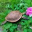 Placeholder: turtle and flowers