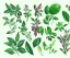 Placeholder: vector plants and herb set illustration. watercolor