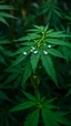 Placeholder: create a hemp plant and focus on a group of leaves, they have some water drops but no too exagerated, make the photo nearer and the water frops bigger, the background is like in a jungle