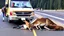 Placeholder: lady giving CPR to injured deer on highway I90 in front of a LARGE BUDGET MOVING VAN