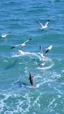 Placeholder: Birds and dolphins playing in the ocean