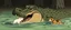 Placeholder: realistic anime crocodile hippo dog mustache manwith fluffy hair, doing dog things and eating small dog in the style of fallout 4 and giger and escher
