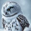 Placeholder: snow OWL