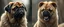 Placeholder: what sauron actually looks like and a pug lion