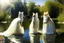 Placeholder: Cats in wedding dress next to a pond in sunshine