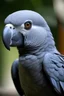 Placeholder: african grey