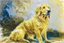 Placeholder: style of Frank Auerbach, Golden retriever dog