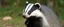 Placeholder: badger has emotional breakdown