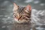 Placeholder: So beauty face small cat in water