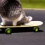 Placeholder: cat on skate board