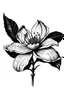 Placeholder: Tangerine flower, black white drawing