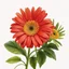 Placeholder: a gerbera daisy plant on white background, illustration