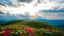 Placeholder: beautiful Green hills covered with flowers colorfull ,blue sky heavy clouds with godray at sunset ,very nice flowers at closeup ,wonderfull mountains at distance