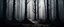Placeholder: Scary forest, gray tones, dark atmosphere