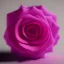 Placeholder: Crystal Rose