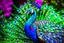Placeholder: Beautiful male peacock in a colorful, dreamy and special background
