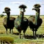 Placeholder: ostriches animals