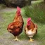 Placeholder: 2 friend chickens finding a beautiful stone as a childrens bookcover