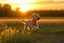 Placeholder: a puppy playing fetch in the field at sunset