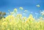 Placeholder: bottom half canola, detailed, top half sky, photography,