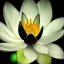 Placeholder: Lotus flower, iridescent, shimmer, beautiful, black background, studio lighting, photorealistic