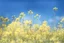 Placeholder: bottom is detailed canola in full bloom with side branches, top is sky, photography, darken stems compared to reference