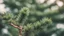 Placeholder: new fir tree top, close-up, blurred background