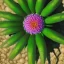 Placeholder: microphotography top-down view of a single flower, one flower, high definition, detail, HD, 8k, realistic, 3d rendering, blender, photography, fisheye, bulge, bokeh microbiology, intricate, detailed, blues, reds, yellows, greens, pinks, purples, oranges, indigos